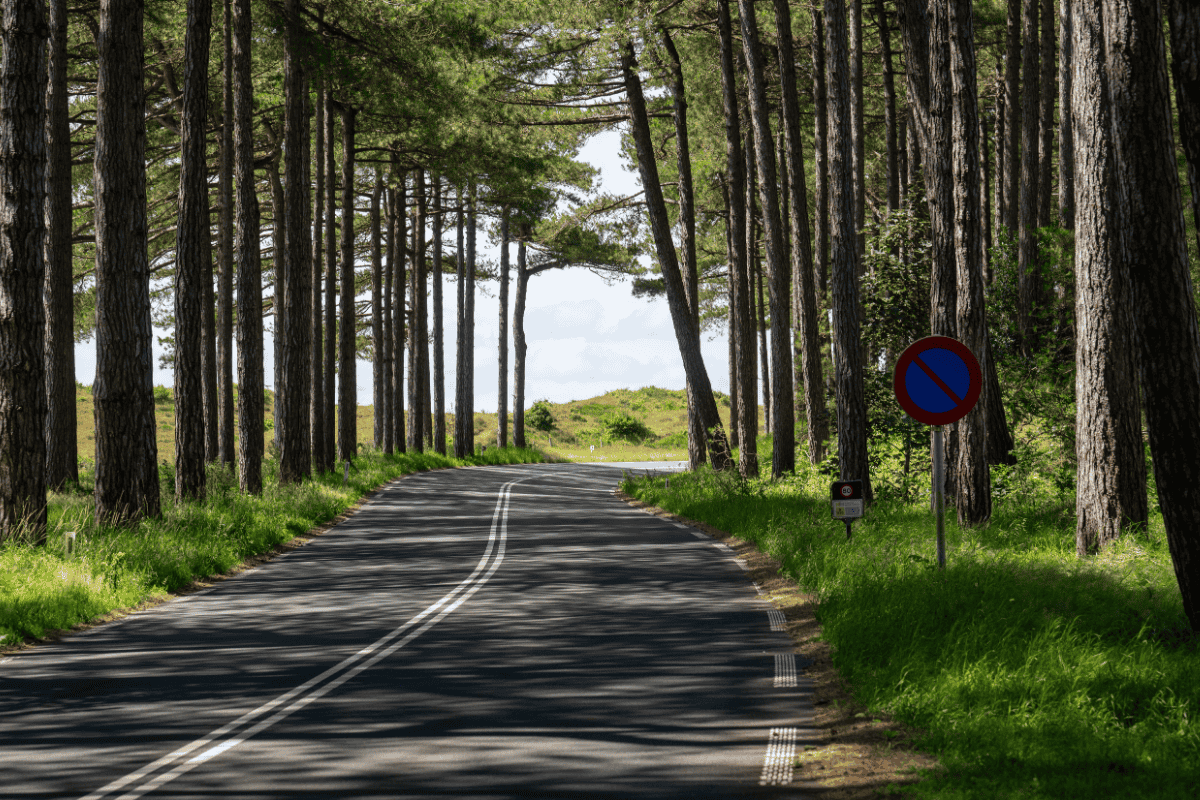 Strand vanaf duinen Bergen